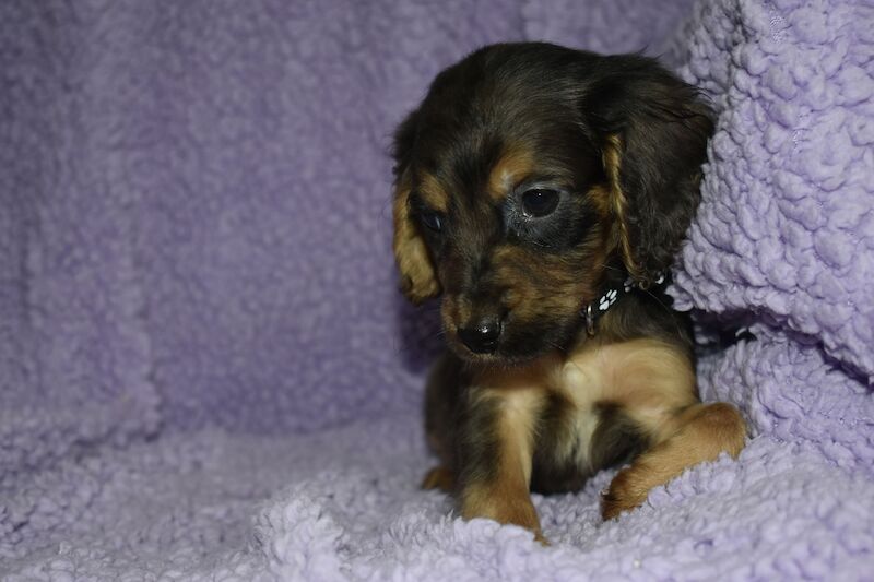 Cockapoo puppies for sale in Washington, Tyne and Wear – 1 year old - Image 8 of 10
