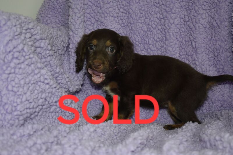 Cockapoo puppies for sale in Washington, Tyne and Wear – 1 year old - Image 9 of 10