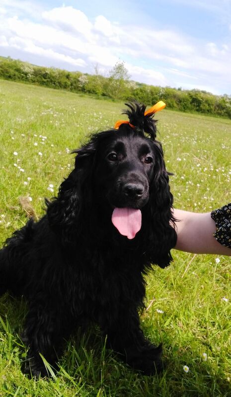 Cockapoo puppies for sale in Washington, Tyne and Wear – 1 year old - Image 10 of 10