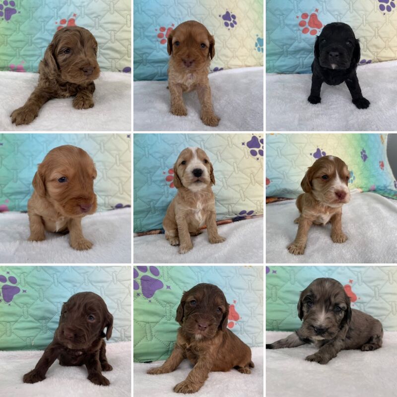 Beautiful F1 Cockapoo's available for sale in Tiverton, Devon