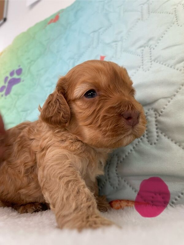 Beautiful F1 Cockapoo's available for sale in Tiverton, Devon - Image 2