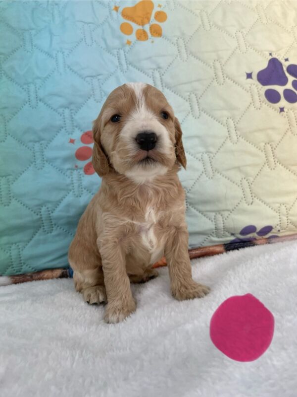 Beautiful F1 Cockapoo's available for sale in Tiverton, Devon - Image 3