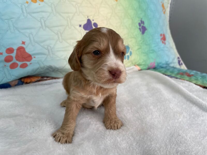 Beautiful F1 Cockapoo's available for sale in Tiverton, Devon - Image 7