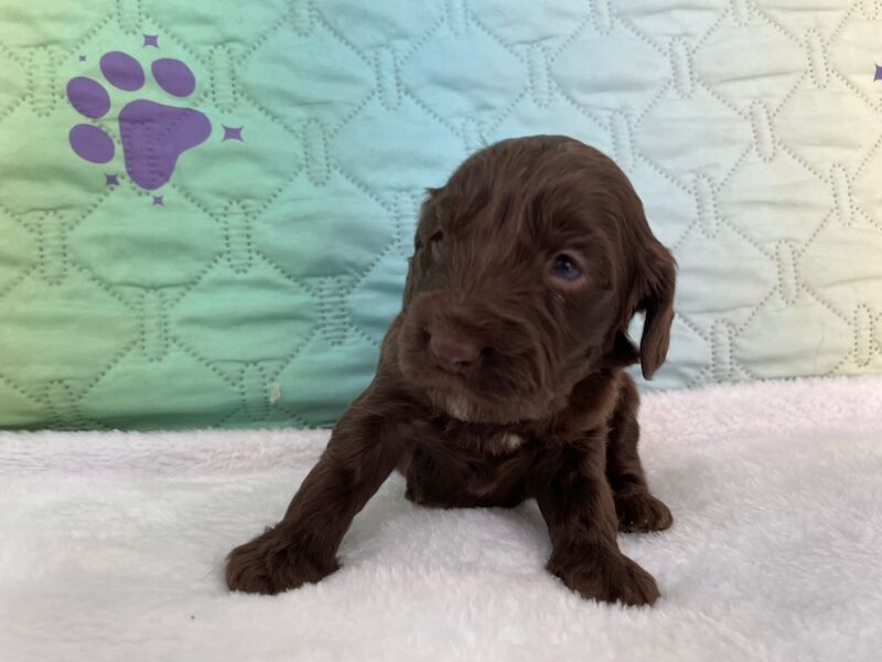 Beautiful F1 Cockapoo's available for sale in Tiverton, Devon - Image 8