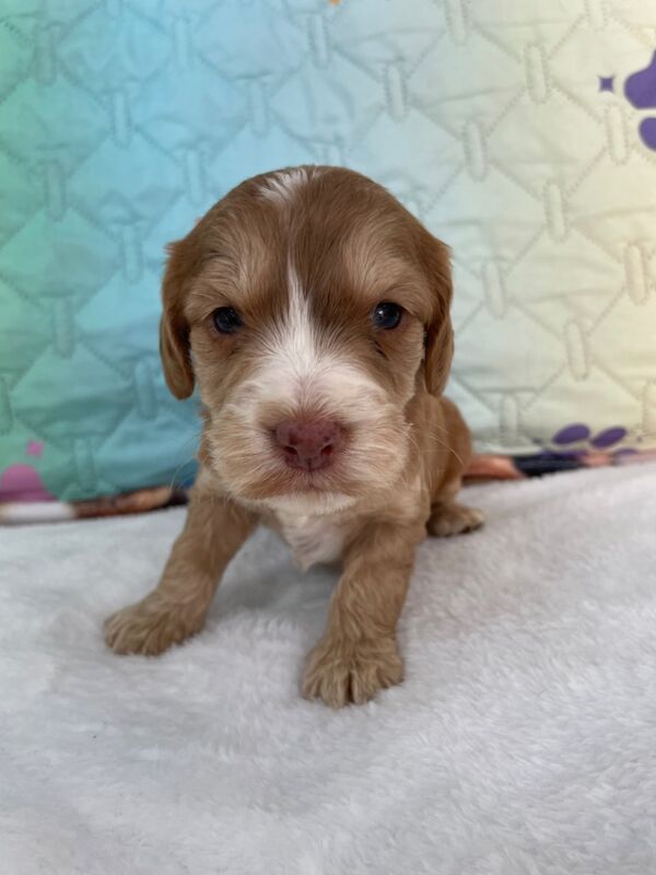 Beautiful F1 Cockapoo's available for sale in Tiverton, Devon - Image 10