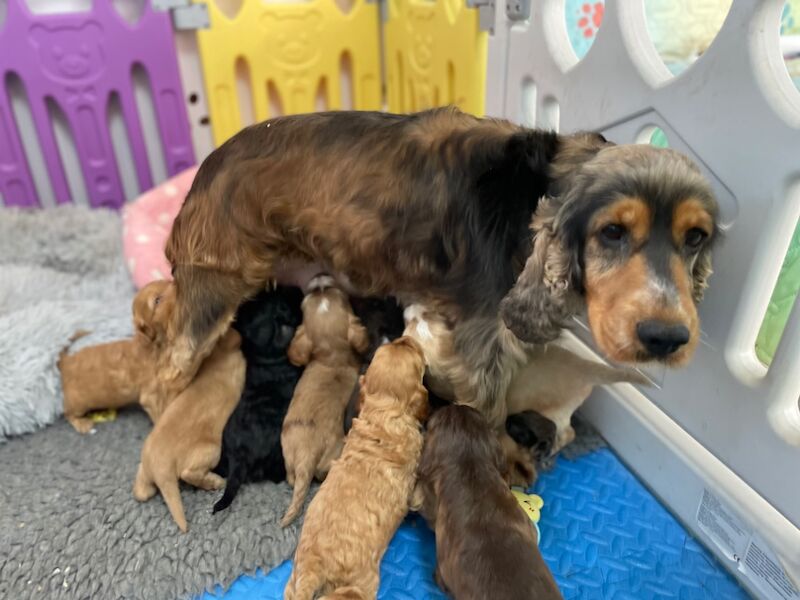 Cockapoo puppies for sale in Tiverton, Devon – 8 weeks old