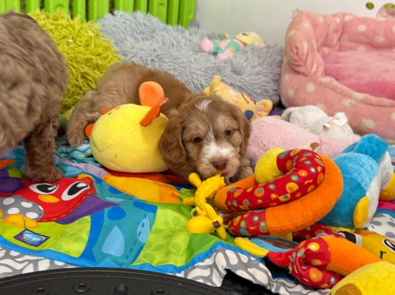 Cockapoo puppies for sale in Tiverton, Devon – 11 weeks old - Image 2 of 15