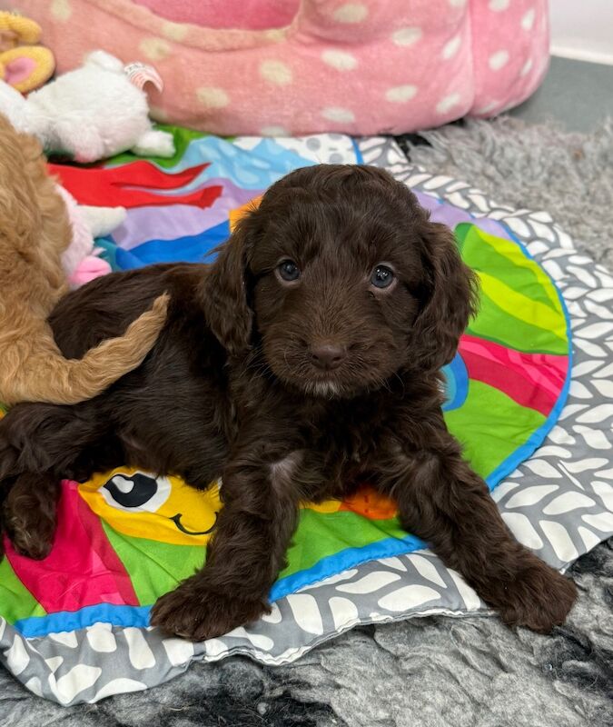 Cockapoo puppies for sale in Tiverton, Devon – 11 weeks old - Image 3 of 15