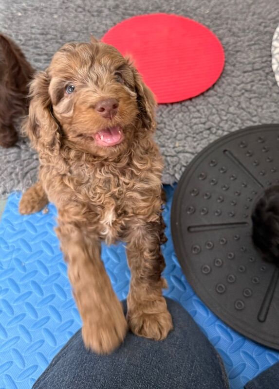 Cockapoo puppies for sale in Tiverton, Devon – 11 weeks old - Image 4 of 15