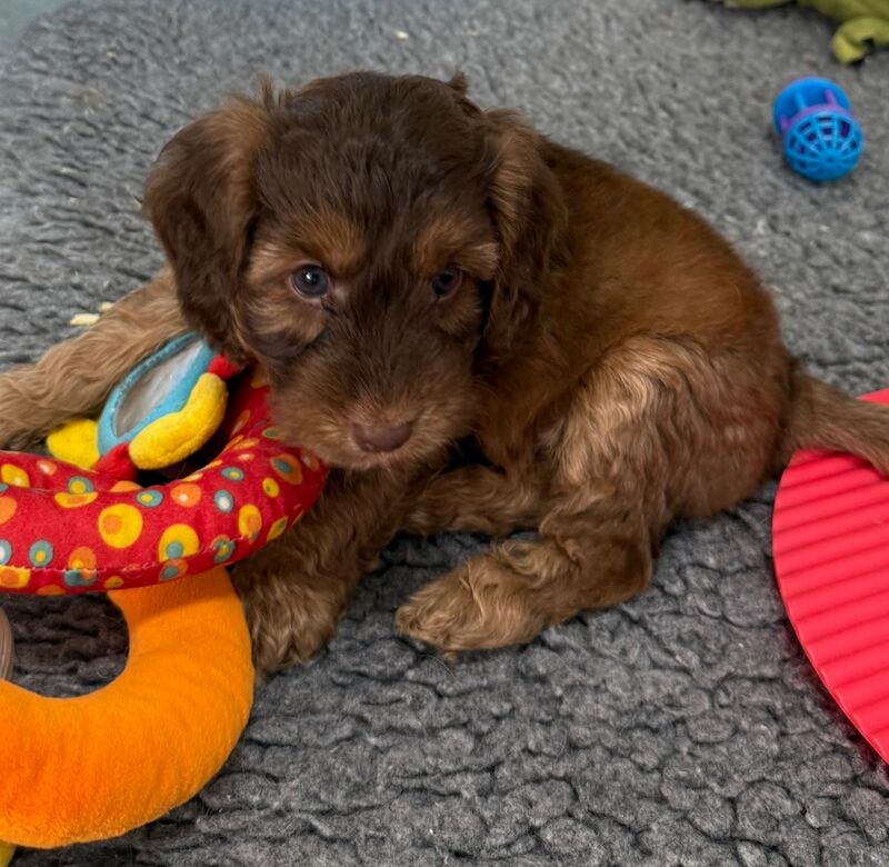 Cockapoo puppies for sale in Tiverton, Devon – 11 weeks old - Image 6 of 15