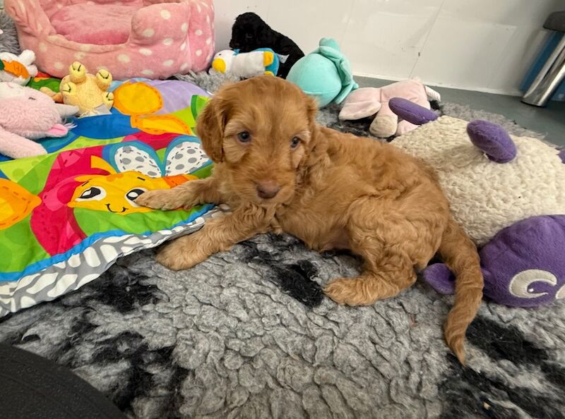 Cockapoo puppies for sale in Tiverton, Devon – 11 weeks old - Image 7 of 15