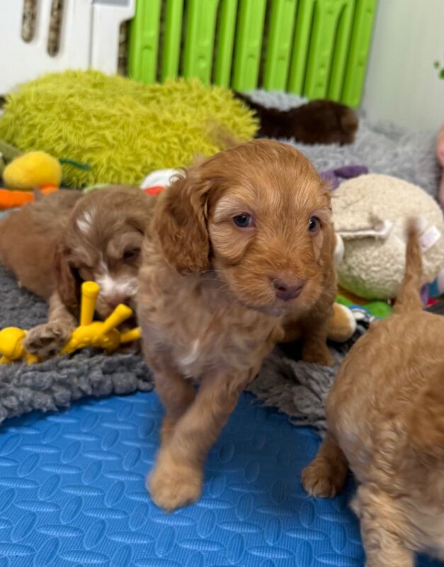 Cockapoo puppies for sale in Tiverton, Devon – 11 weeks old - Image 8 of 15