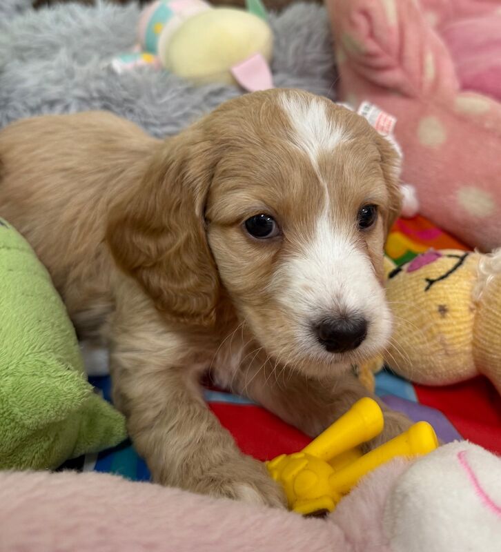 Cockapoo puppies for sale in Tiverton, Devon – 11 weeks old - Image 9 of 15