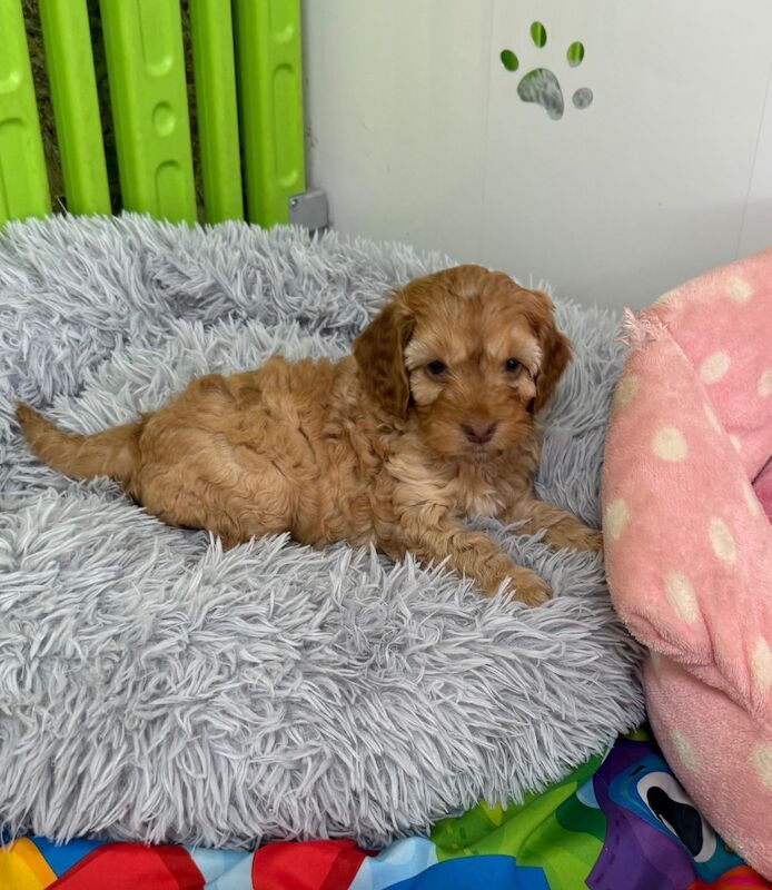 Cockapoo puppies for sale in Tiverton, Devon – 11 weeks old - Image 10 of 15