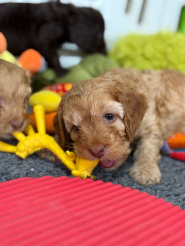 Cockapoo puppies for sale in Tiverton, Devon – 11 weeks old - Image 11 of 15