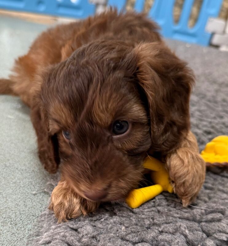 Cockapoo puppies for sale in Tiverton, Devon – 11 weeks old - Image 12 of 15