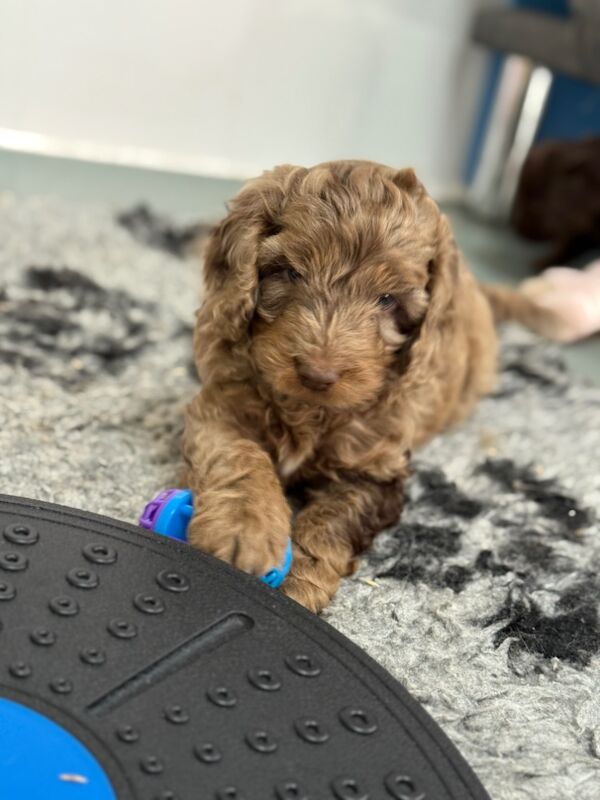 Cockapoo puppies for sale in Tiverton, Devon – 11 weeks old - Image 13 of 15