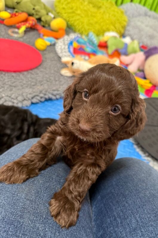 Cockapoo puppies for sale in Tiverton, Devon – 11 weeks old - Image 14 of 15