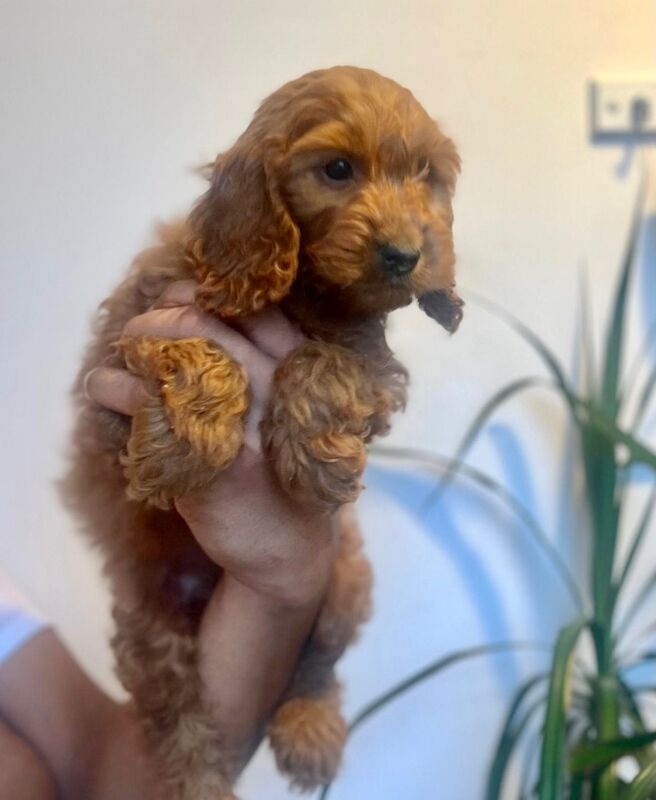Cockapoo puppies for sale in Epping, Essex – 4 weeks old