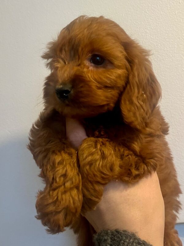 Cockapoo puppies for sale in Epping, Essex – 5 weeks old - Image 2 of 6
