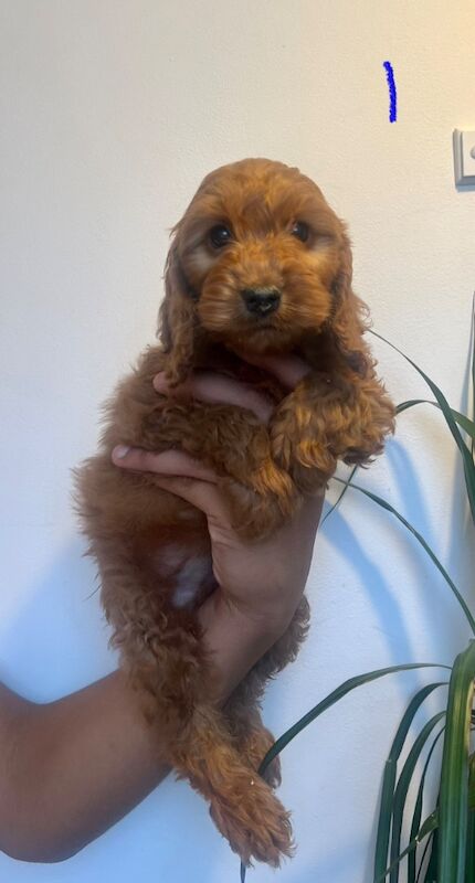 Cockapoo puppies for sale in Epping, Essex – 5 weeks old - Image 3 of 6