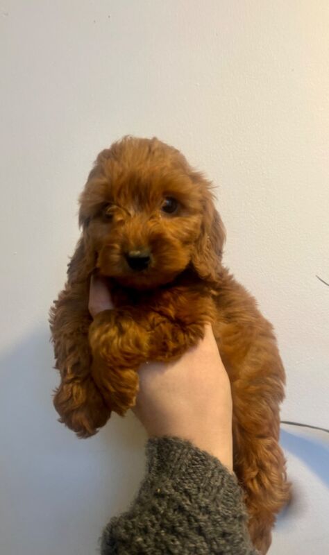 Cockapoo puppies for sale in Epping, Essex – 5 weeks old - Image 4 of 6