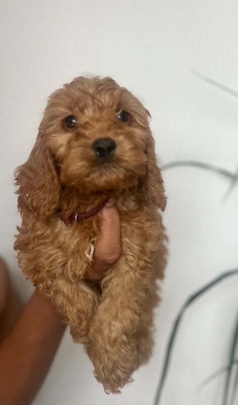 Cockapoo puppies for sale in Epping, Essex – 5 weeks old - Image 5 of 6