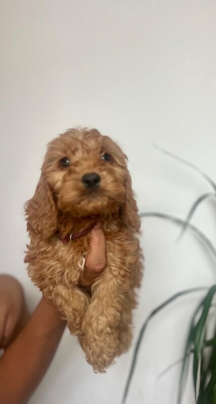 Cockapoo puppies for sale in Epping, Essex – 5 weeks old - Image 6 of 6