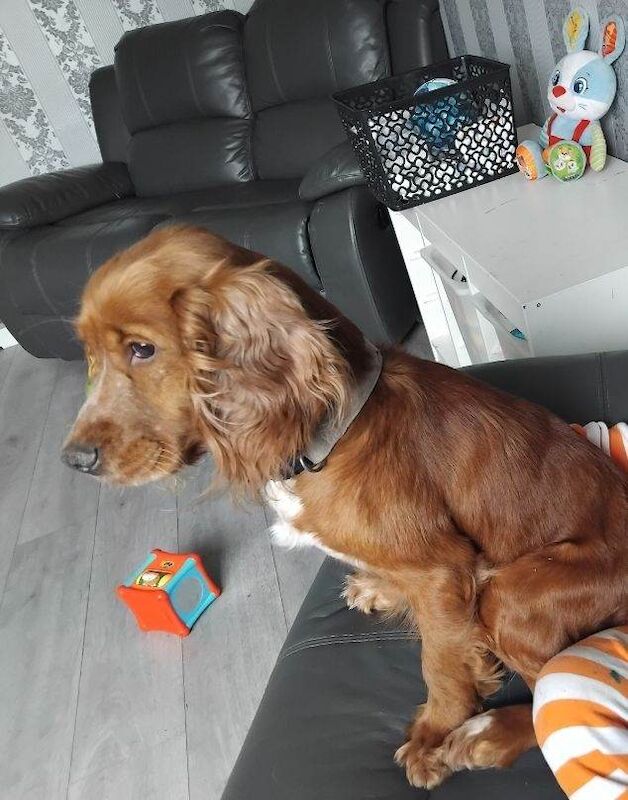 Cockapoo puppies for sale in Leighton Buzzard, Bedfordshire – 4 months old - Image 2 of 5