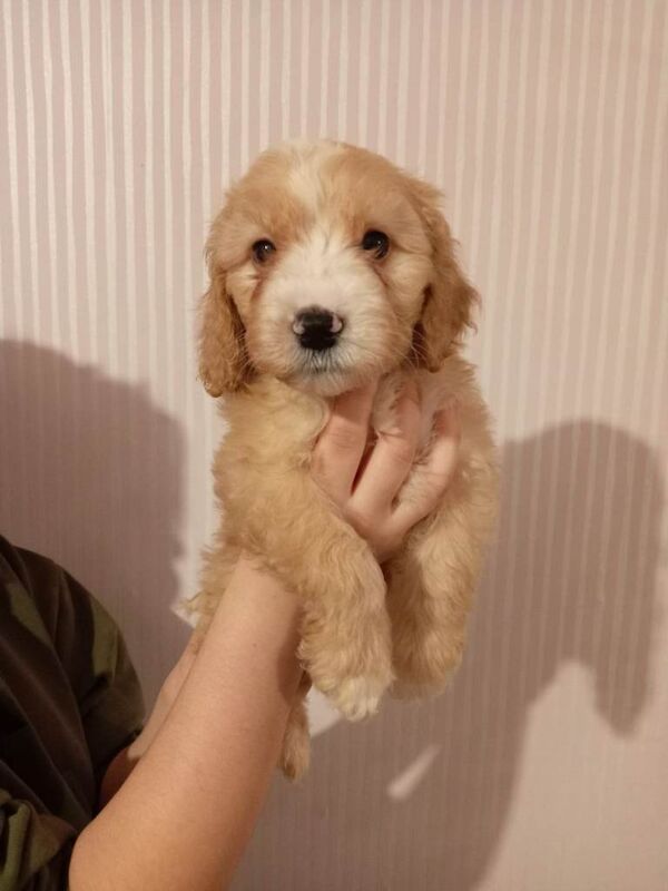 Cockapoo puppies for sale in Leighton Buzzard, Bedfordshire – 4 months old - Image 3 of 5