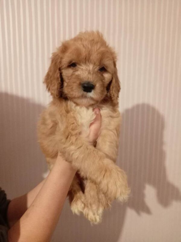Cockapoo puppies for sale in Leighton Buzzard, Bedfordshire – 4 months old - Image 4 of 5