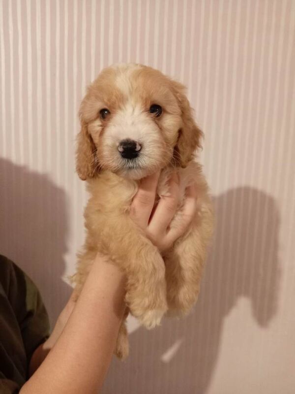 Cockapoo puppies for sale in Leighton Buzzard, Bedfordshire – 4 months old - Image 5 of 5