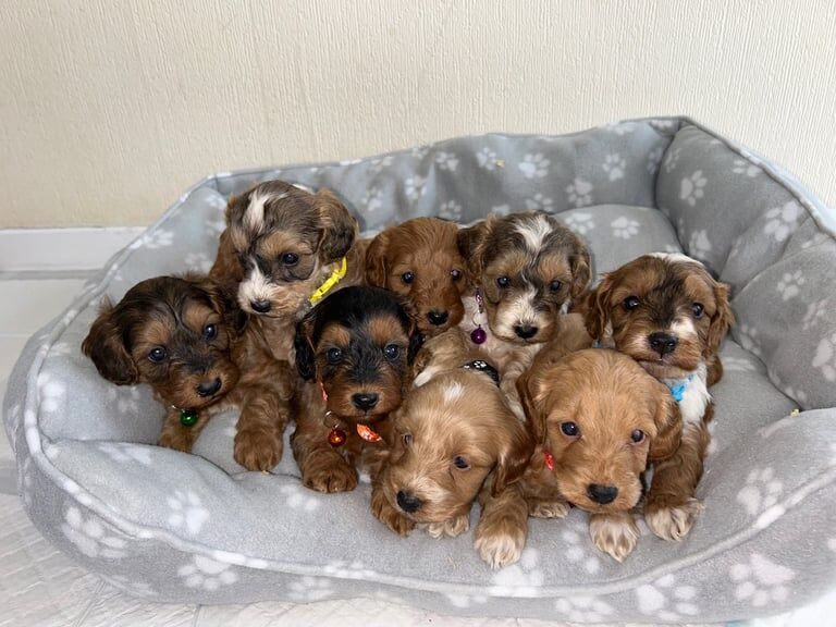Cockapoo puppies for sale in Marden, Kent – KC registered, 5 weeks old