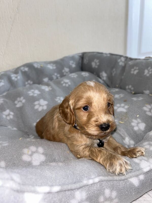 Cockapoo puppies for sale in Marden, Kent – KC registered, 5 weeks old - Image 2 of 3