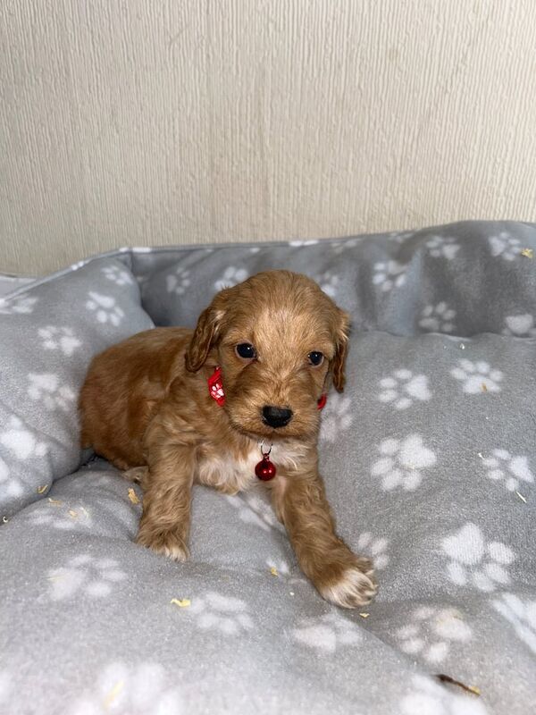 Cockapoo puppies for sale in Marden, Kent – KC registered, 5 weeks old - Image 3 of 3