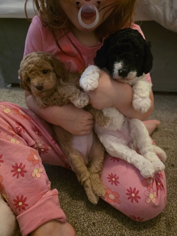 Cockapoo puppies for sale in Wickham, Hampshire – KC registered, 4 weeks old