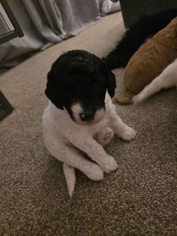 Cockapoo puppies for sale in Wickham, Hampshire – KC registered, 4 weeks old - Image 2 of 3