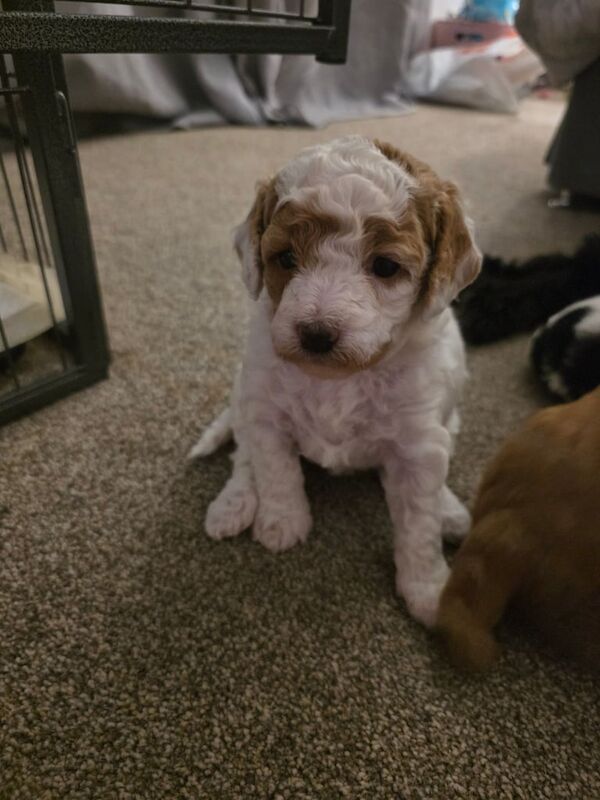 Cockapoo puppies for sale in Wickham, Hampshire – KC registered, 4 weeks old - Image 3 of 3
