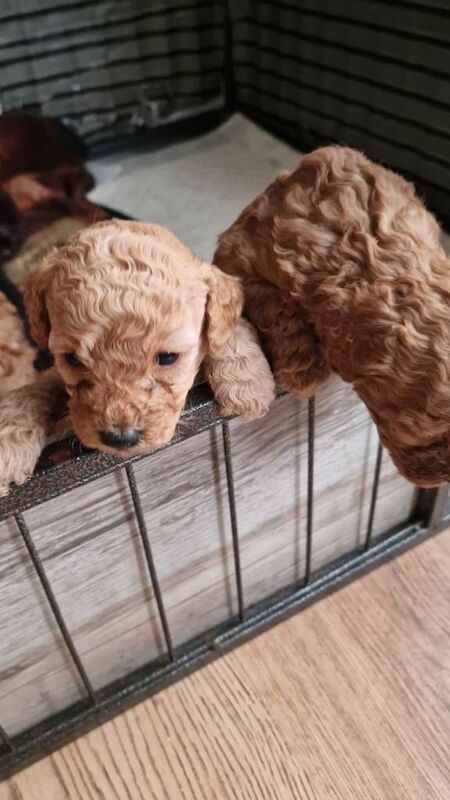 Beautiful F1b cockapoo puppies - Image 3 of 4