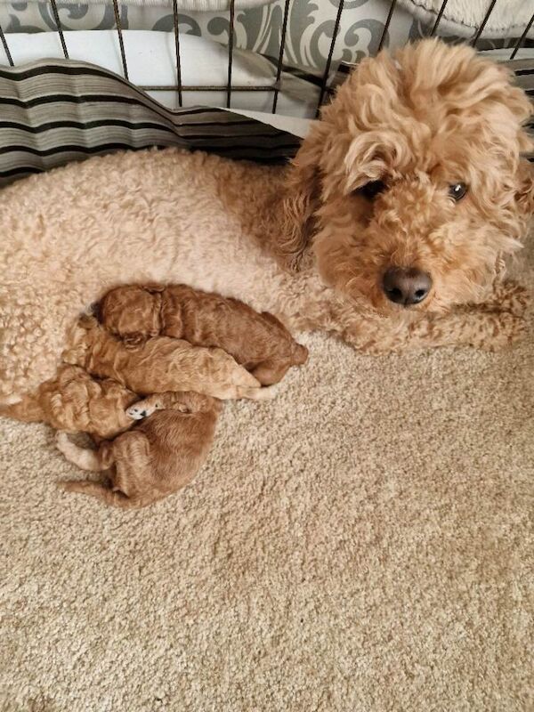 Beautiful F1b cockapoo puppies - Image 4 of 4