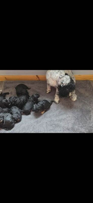 Beautiful f1b cockapoo puppies :) - Image 2 of 3