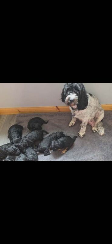 Beautiful f1b cockapoo puppies :) - Image 3 of 3