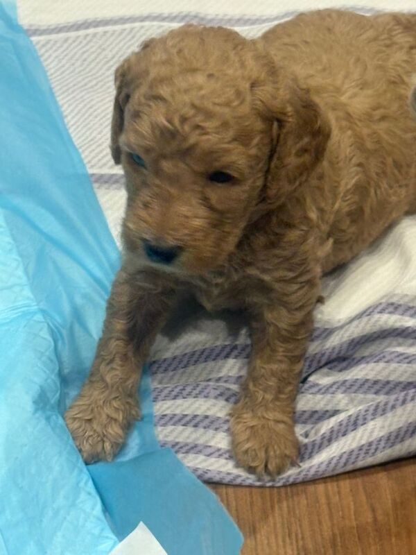 Cockapoo puppies for sale in Harrow, Greater London – KC registered, 4 weeks old