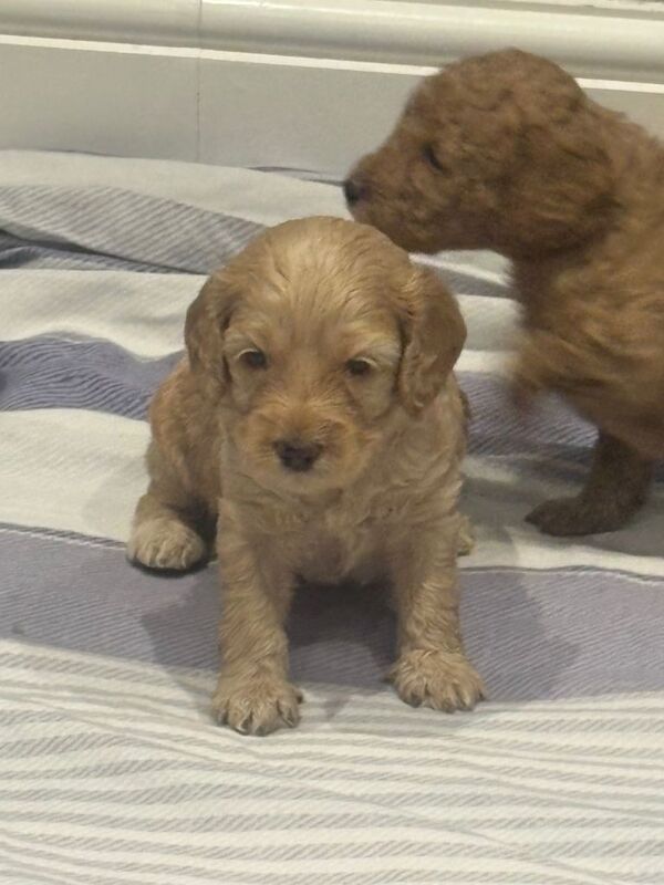 Cockapoo puppies for sale in Harrow, London – KC registered, 4 months old - Image 2 of 5