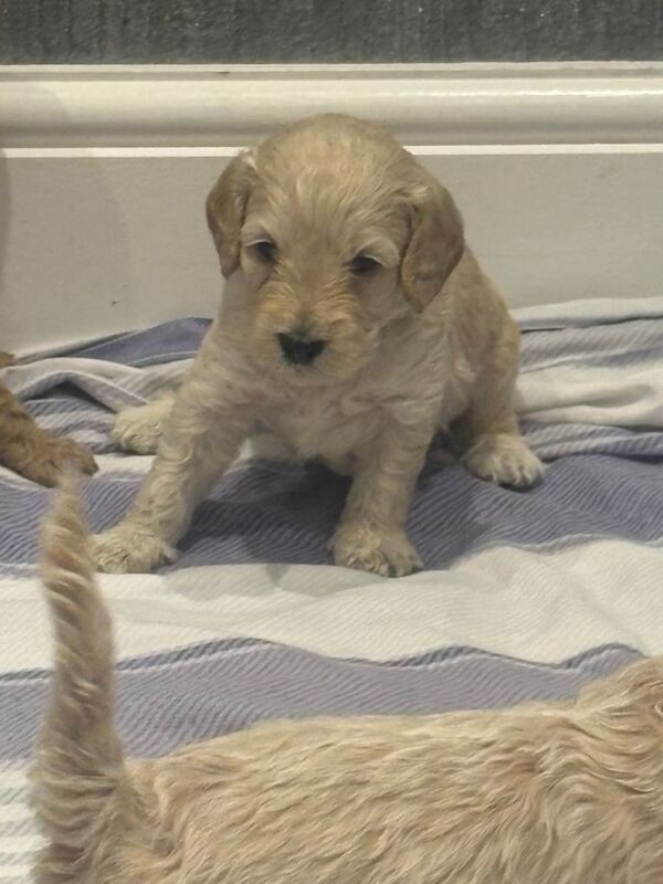 Cockapoo puppies for sale in Harrow, London – KC registered, 4 months old - Image 3 of 5