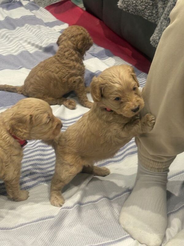 Cockapoo puppies for sale in Harrow, London – KC registered, 4 months old - Image 5 of 5