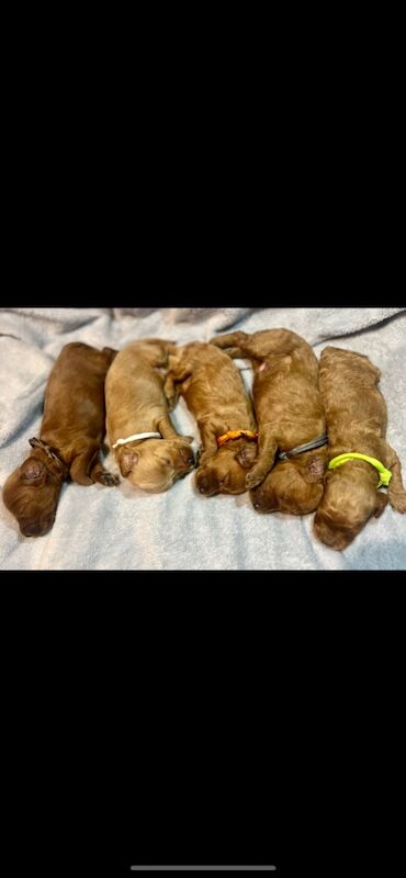 Cockapoo puppies for sale in Harlow, Essex – 1 week old