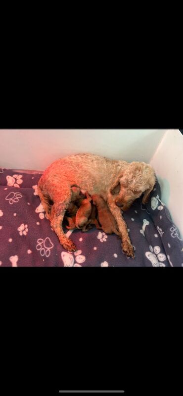 Cockapoo puppies for sale in Harlow, Essex – 1 week old - Image 2 of 3