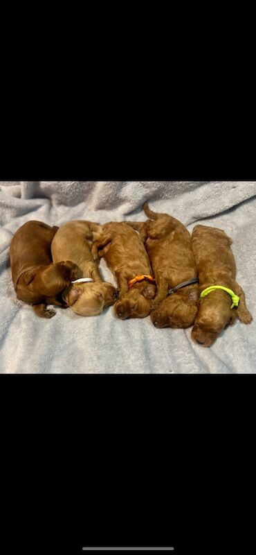 Cockapoo puppies for sale in Harlow, Essex – 1 week old - Image 3 of 3