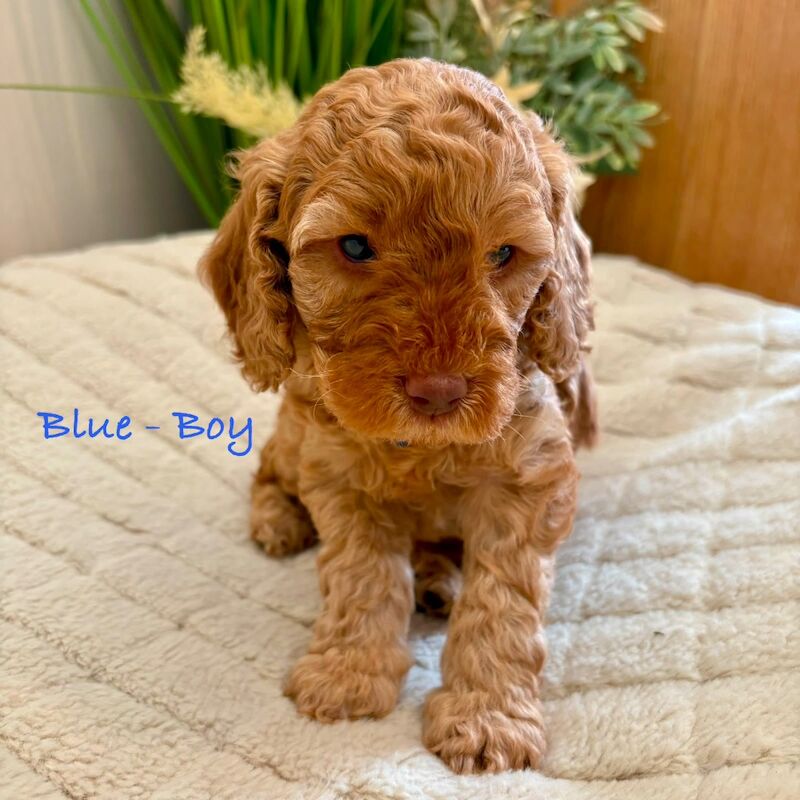 Cockapoo Puppies For Sale